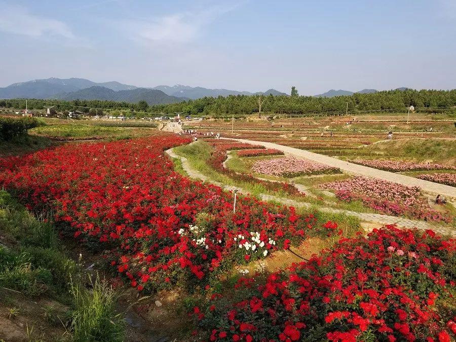 广水花卉批发基地? 广水花卉批发基地在哪里!