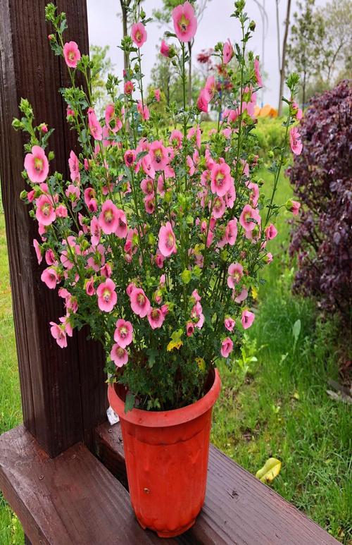 庭院木本花卉种植品种? 庭院木本花卉种植品种有哪些!