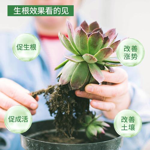 花卉生根施什么肥? 花卉生根施什么肥好!