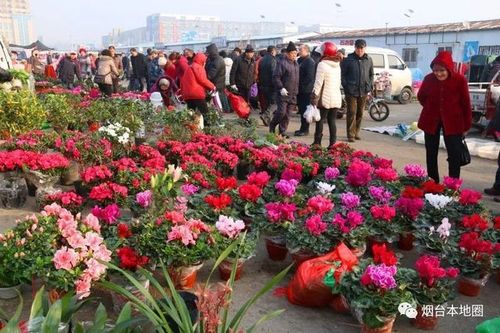 烟台黄务花卉批发? 烟台黄务花卉批发市场!