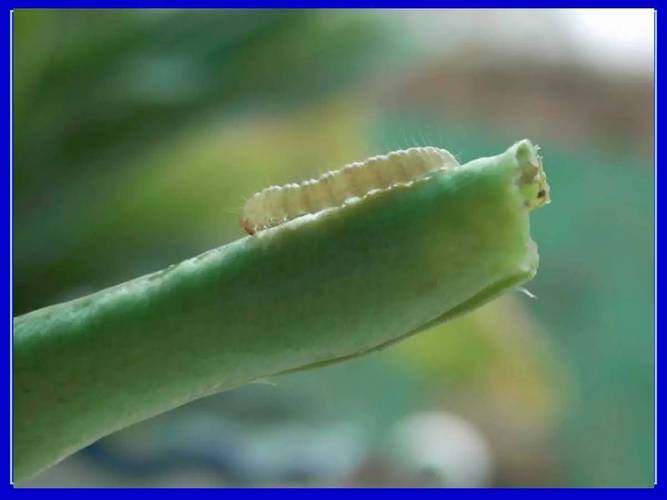 蔬菜花卉虫子图片? 蔬菜花卉虫子图片大全!