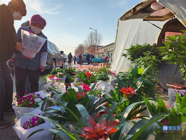 东营花卉绿植市场? 东营花卉绿植市场在哪里!