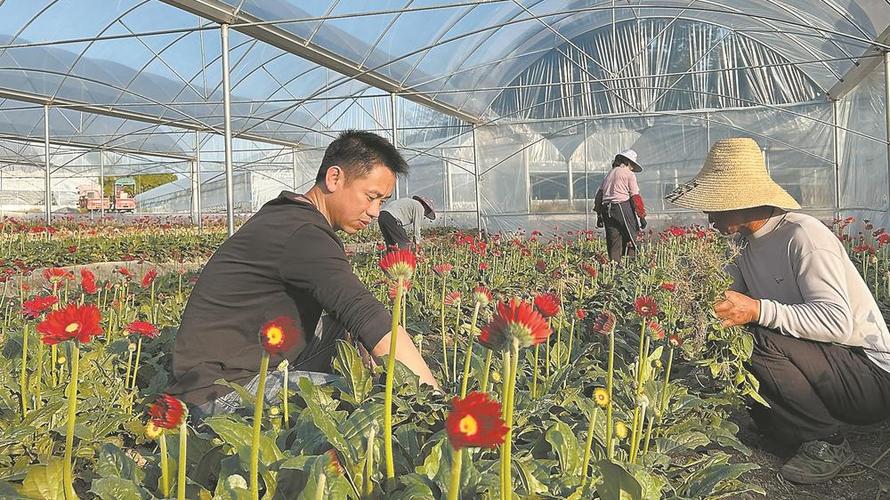 福建最大花卉种植基地? 福建最大花卉种植基地在哪里!