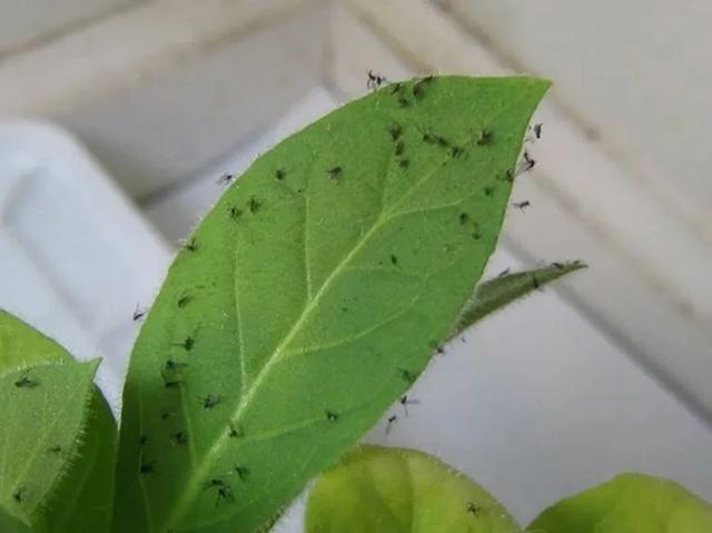 花卉养植小飞虫? 花卉养植小飞虫怎么处理!