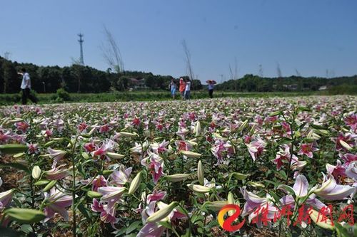 株洲最大花卉种植基地? 株洲最大花卉种植基地在哪!