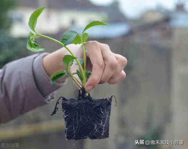 花卉移栽定植后管理? 花卉移栽定植后管理措施!