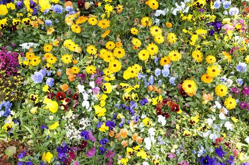 花圃花卉花蕾同类词? 花圃同类词语!