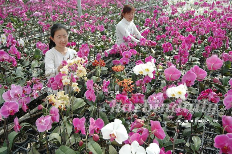 深圳龙华花卉种植基地? 深圳龙华花卉种植基地在哪里!