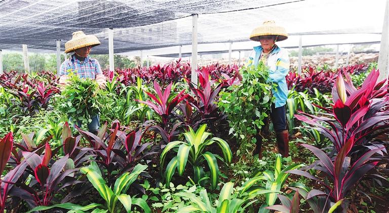 海南花卉种植基地地址? 海南花卉种植基地地址在哪里!