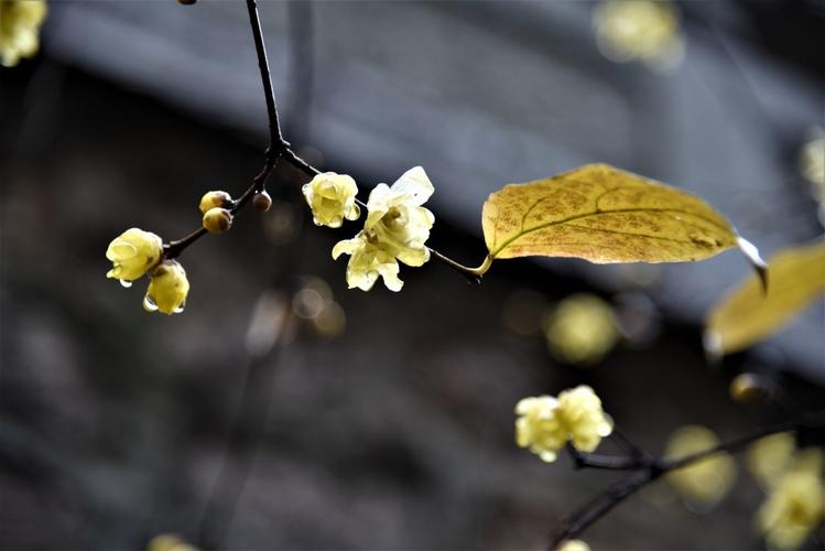 江南地区冬季花卉? 江南地区冬季花卉有哪些!