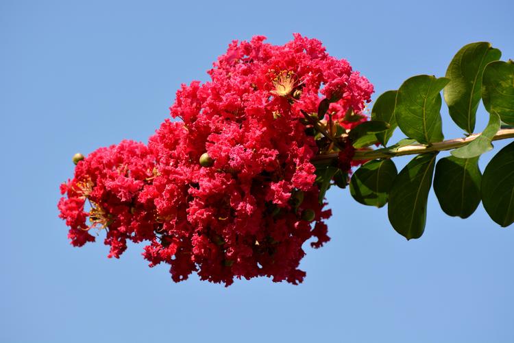 一米红色花卉? 一米红色花卉有哪些!