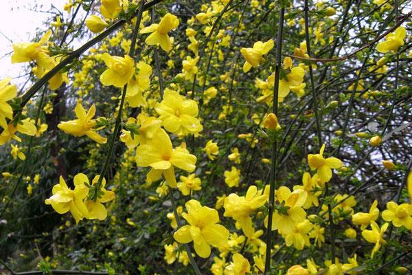 春季花卉生长习性? 春季花卉的概念!