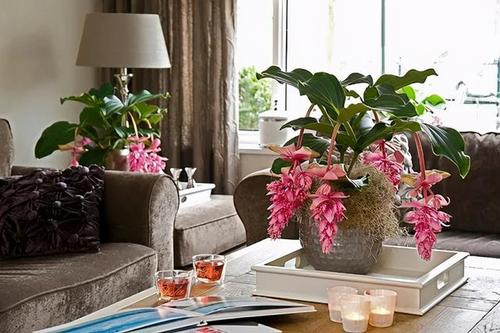 客厅冷门好看花卉? 客厅冷门好看花卉有哪些!