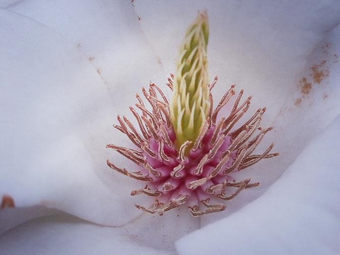 花卉和花蕊的区别? 花卉和花蕊的区别是什么!