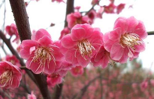 梅花花卉的特点? 梅花花卉的特点成语!