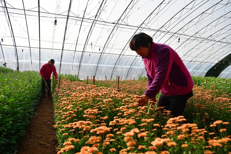 河南花卉种植助农? 河南种花基地!