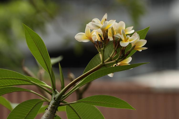 可以直播的花卉树木? 可以直播的花卉树木有哪些!