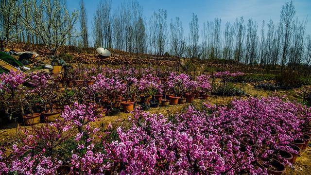 平邑卖花卉的地方? 平邑卖花卉的地方在哪!