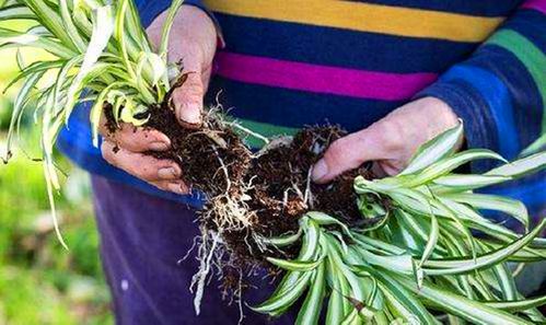 花卉的分生繁殖方法? 花卉分生技术!