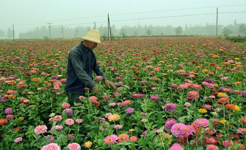 20亩地种花卉? 1亩地种花纯利润!