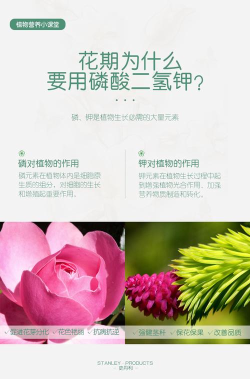 钾磷肥适合什么花卉? 磷钾肥适合哪些花!