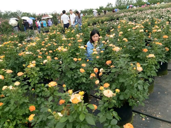 丰城节能花卉采购批发? 丰城节能花卉采购批发电话!