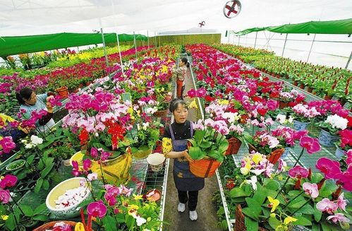 宜宾白花花卉? 宜宾白花花卉批发市场!