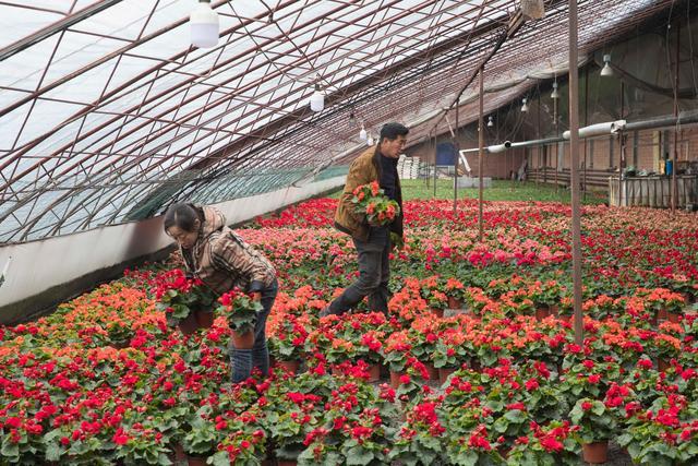 花卉基地花打药吗? 花卉基地用什么肥料!