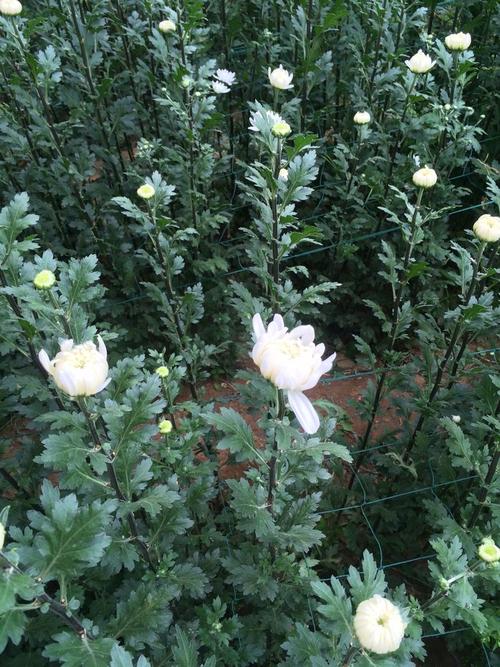 黄岗附近花卉市场? 黄岗附近花卉市场在哪里!