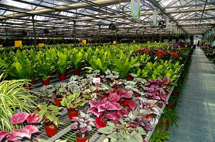 温室培育花卉有哪些? 温室培育花卉有哪些种类!