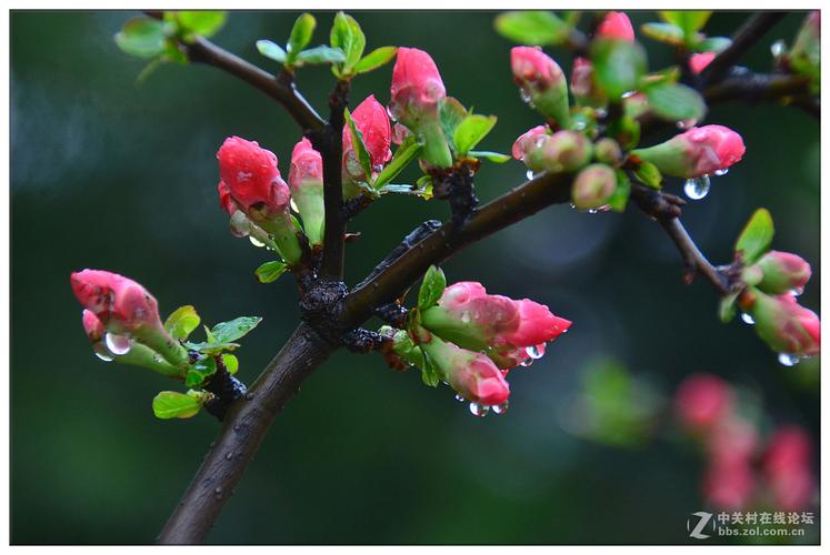 春雨花卉会开花吗? 春雨花卉会开花吗图片!