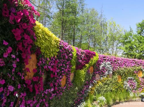 花卉景墙图片大全? 花卉景墙图片大全大图!