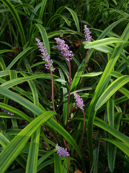 麦冬属于草本花卉吗? 麦冬属于草本花卉吗为什么!