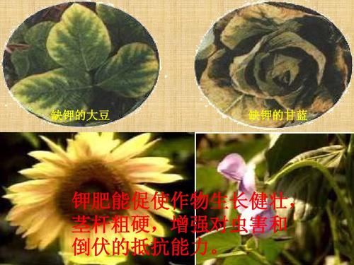 花卉钾肥制作方法? 花卉钾肥制作方法视频!