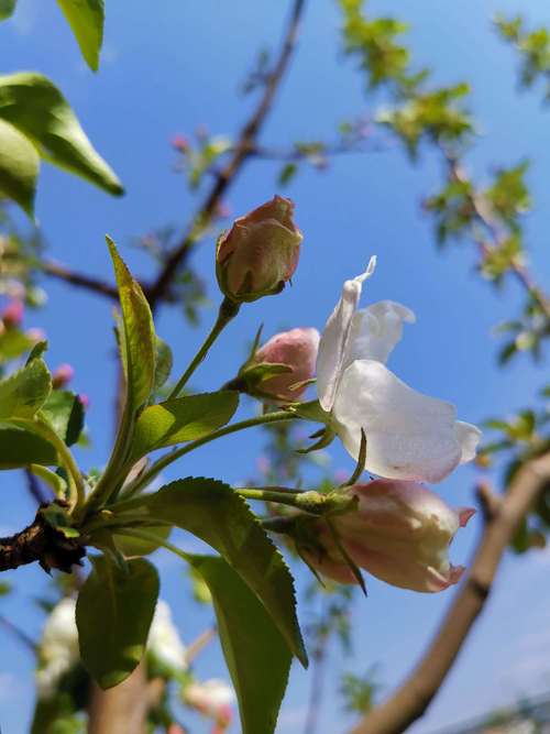 小苹果花卉图片? 小苹果花卉图片大全!