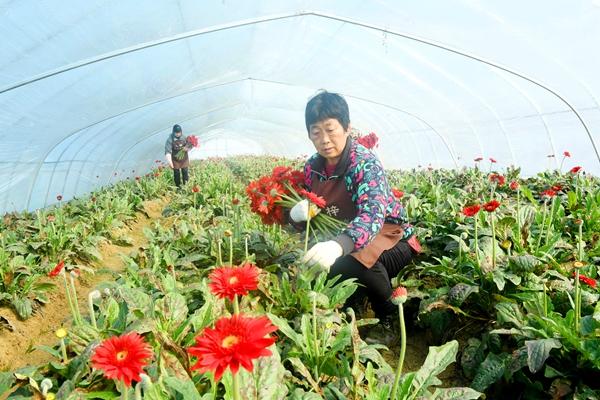 滁州卖花卉的地方? 滁州卖花卉的地方在哪里!