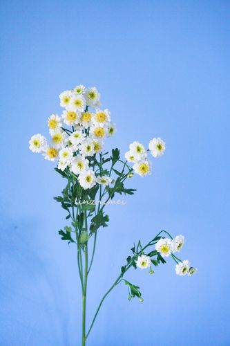 洋甘菊是草本花卉? 洋甘菊是草本花卉吗!