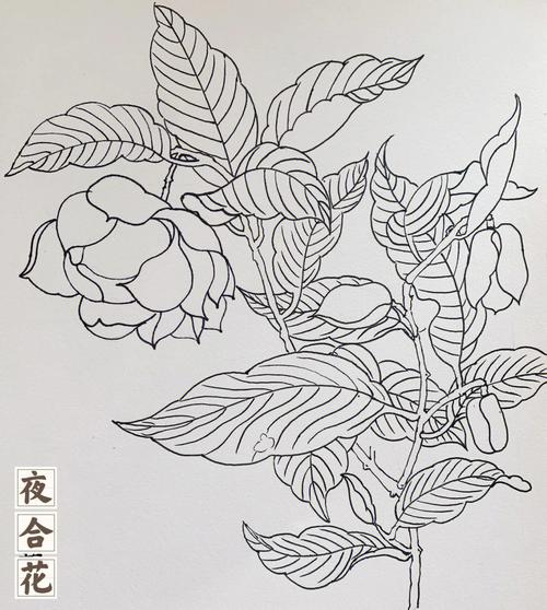 铅笔临摹白描花卉? 铅笔临摹白描花卉图片!