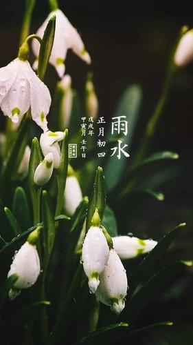 雨水节气的代表花卉? 雨水节气的代表花卉有哪些!