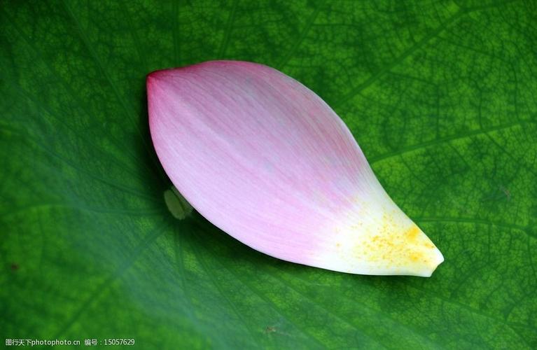 花瓣扭转的花卉是? 花瓣扭转的花卉是?( )!