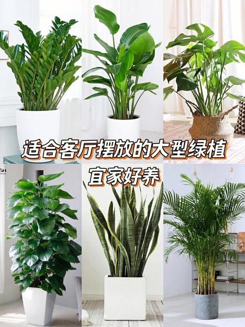 室内绿植花卉摆放? 室内绿植花卉摆放客厅哪个位置比较好!