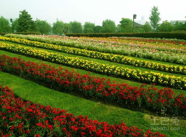 花圃和花卉的区别? 花圃和花卉的区别之处在哪儿!