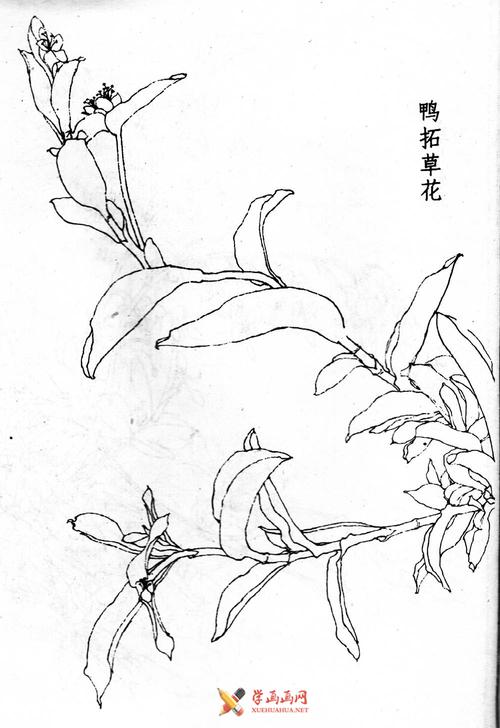 白描画稿写生花卉? 白描画稿写生花卉图片!