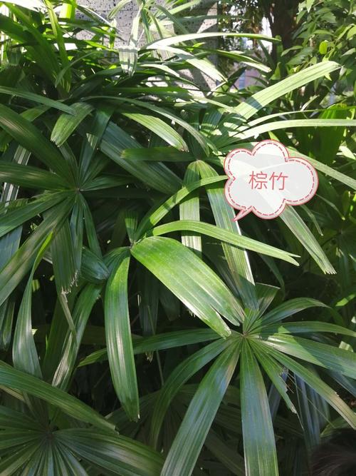 矮棕竹属于什么花卉? 矮棕竹属于什么花卉类型!