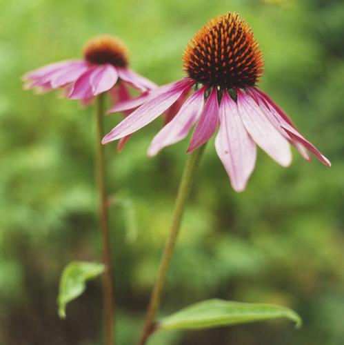 花样花卉花蕊花蕾花圃? 花样花卉花蕊花蕾花圃哪个不同类!