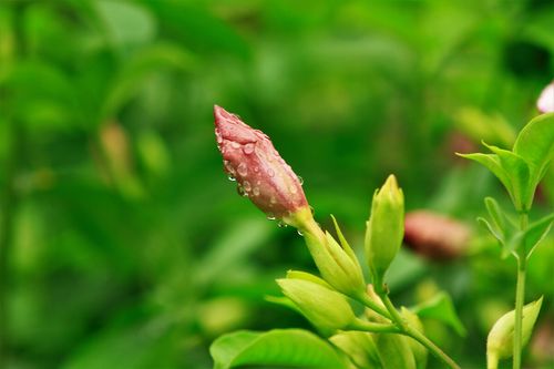 花卉雨后多久才施肥? 花卉雨后多久才施肥好!