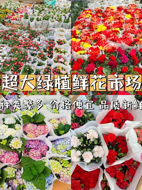 长沙花卉市场盆栽? 长沙花卉市场盆栽批发价格!