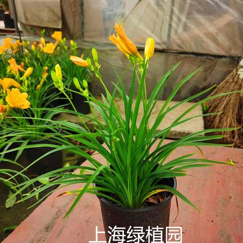 北方庭院种植大型花卉? 北方庭院种植大型花卉有哪些!