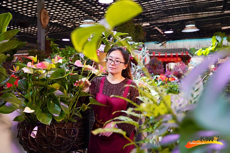 阳台花卉批发直播? 鲜花批发直播!