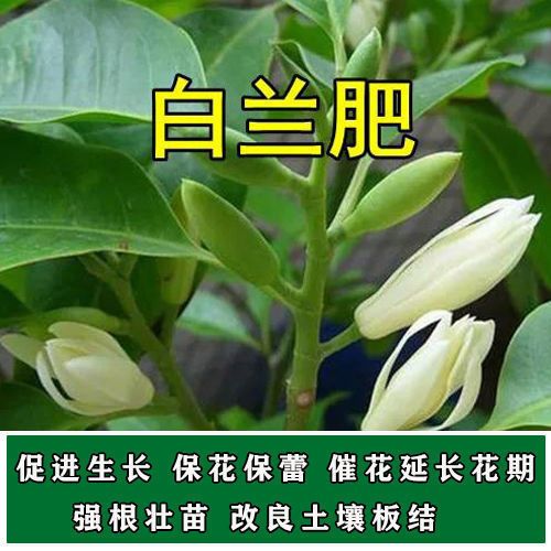 绿叶花卉用什么肥? 绿叶花卉用什么肥料!